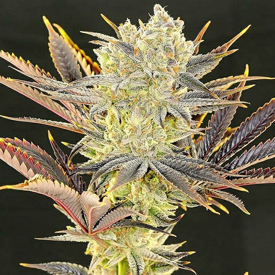 Ethos Genetics, Citradelic Sunset, Feminisiert