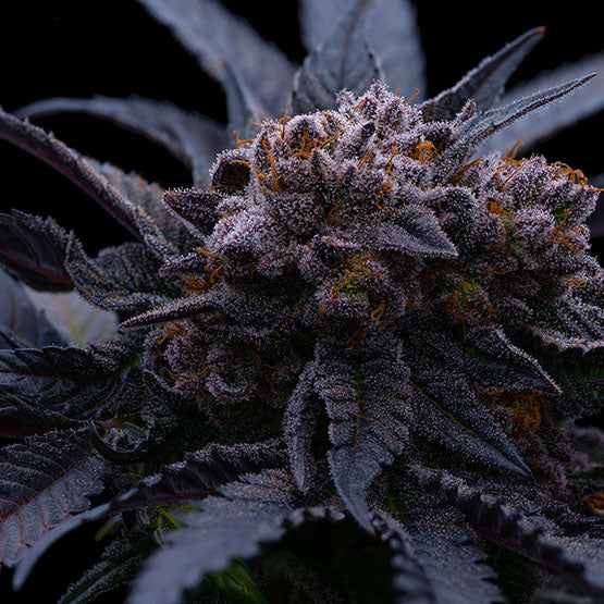 Ethos Genetics, End Game Rbx The Punch Line, Feminisiert