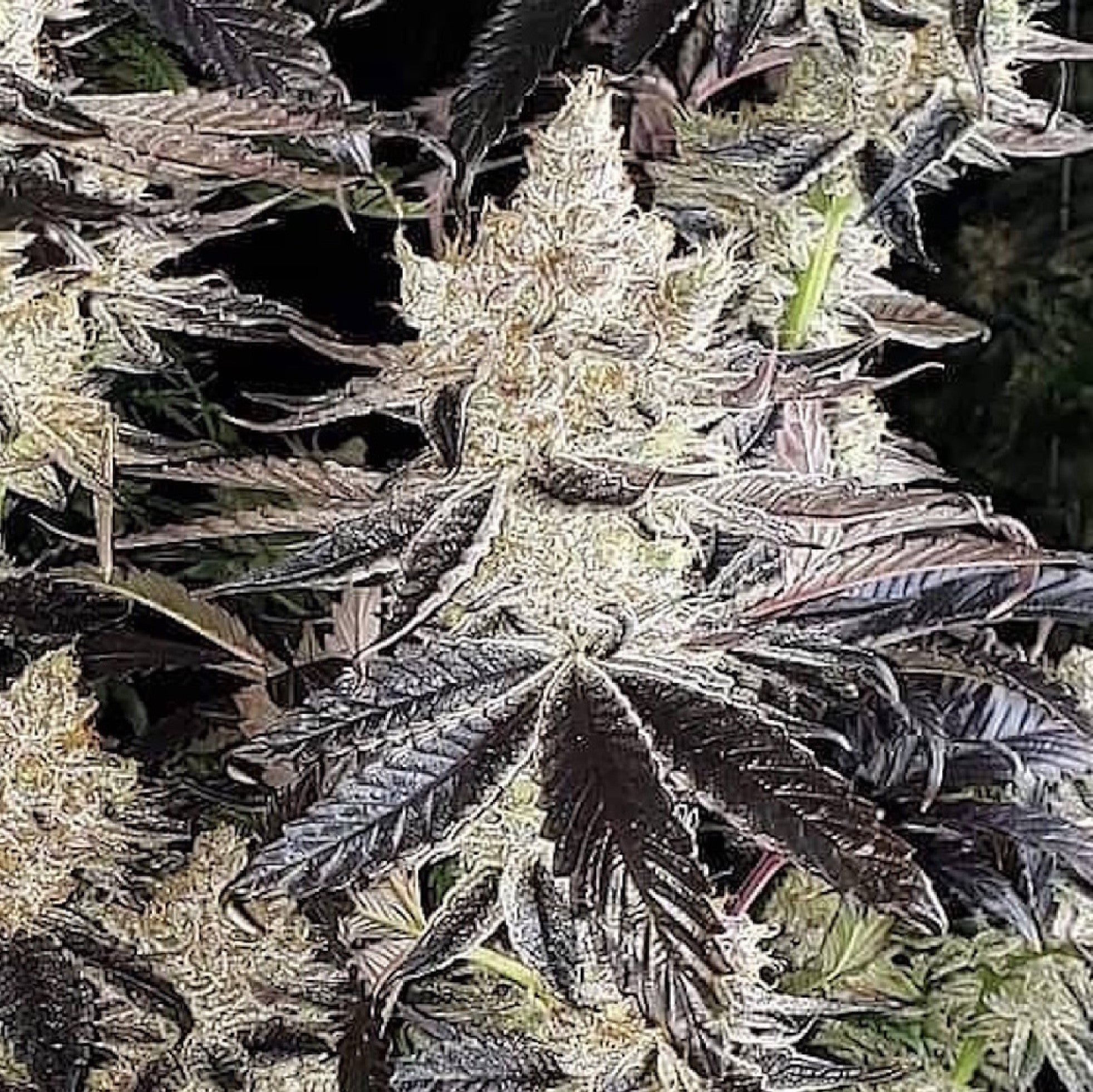 Ethos Genetics, Ethos Cookies R2, Feminisiert