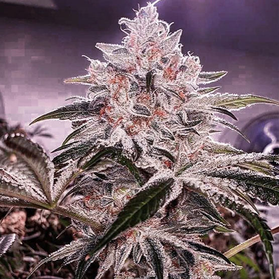 Ethos Genetics, Ethos Apex R1, Feminisiert