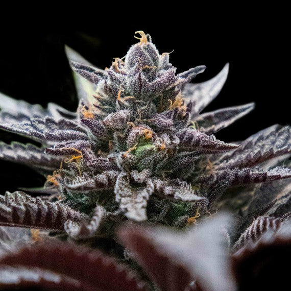 DNA Genetics Double Filled Sorbet Feminisiert
