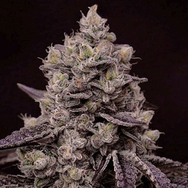 Ethos Genetics, Fanta Sea Rbx, Feminisiert