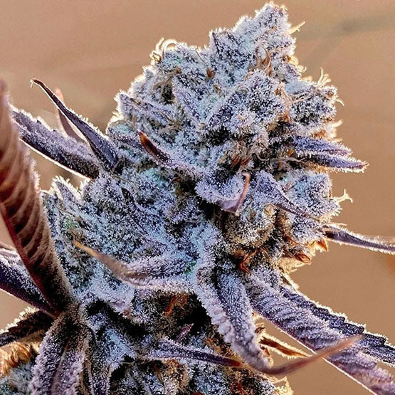 Ethos Genetics, Lilac Diesel RBx2, Feminisiert 5Stk
