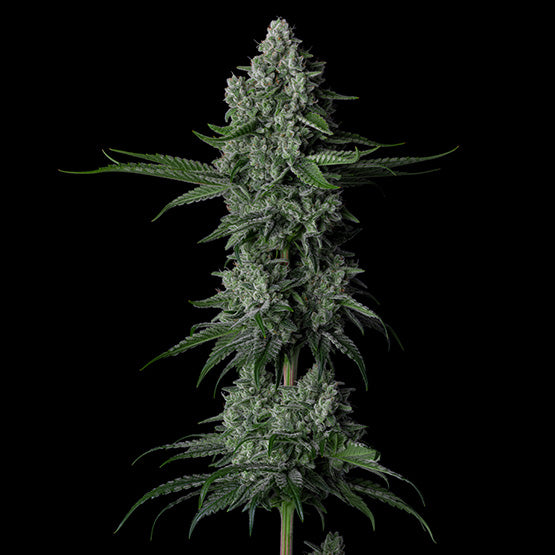 Ethos Genetics, Grandpas Stash R2, Feminisiert 5Stk