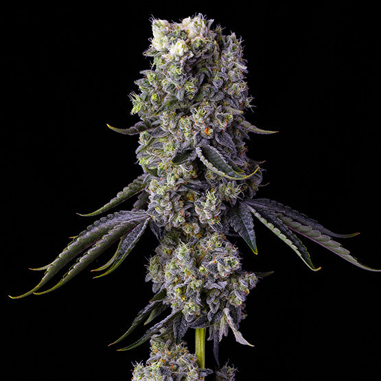 Ethos Genetics, Grandpas Cookies R1, Feminisiert 5 Stk