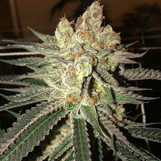 Ethos Genetics, Citral Flo Bx1, Regular, 17 Stk