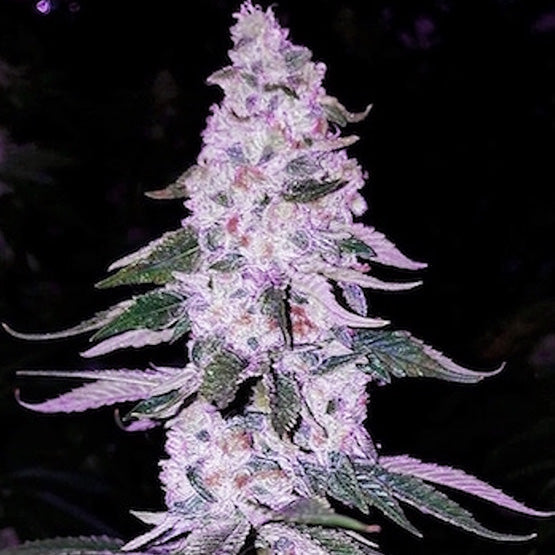 Ethos Genetics, Ethos Hash Plant Bx1, Regular, 17 Stk