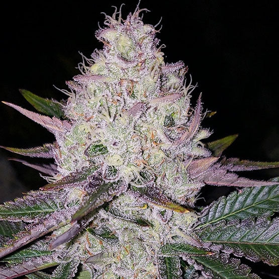 Ethos Genetics, Lemon Berry Candy OG, Regular, 17 Stk