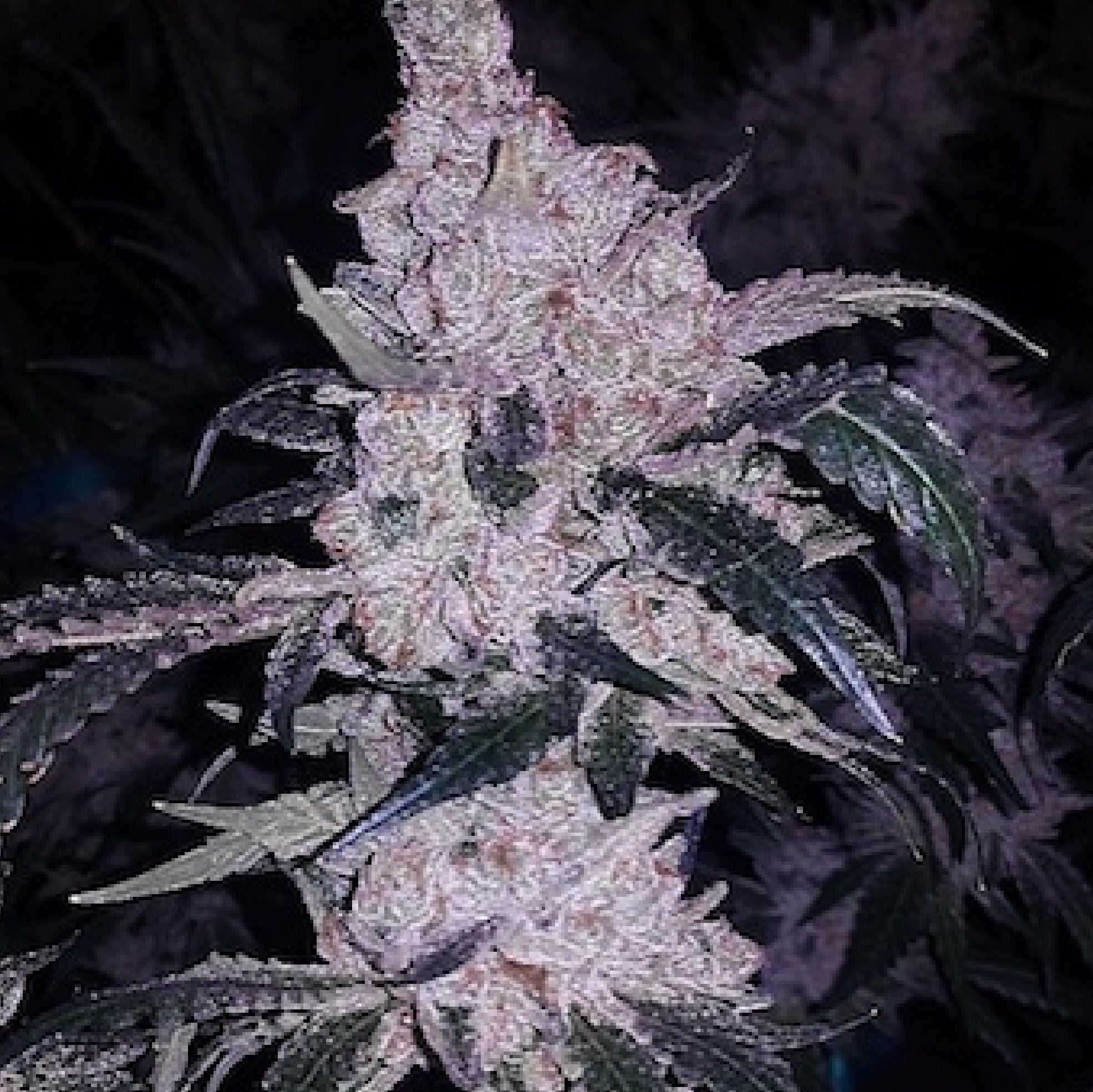 Ethos Genetics, Stirnband-Cookies Bx1, Regular, 17 Stk