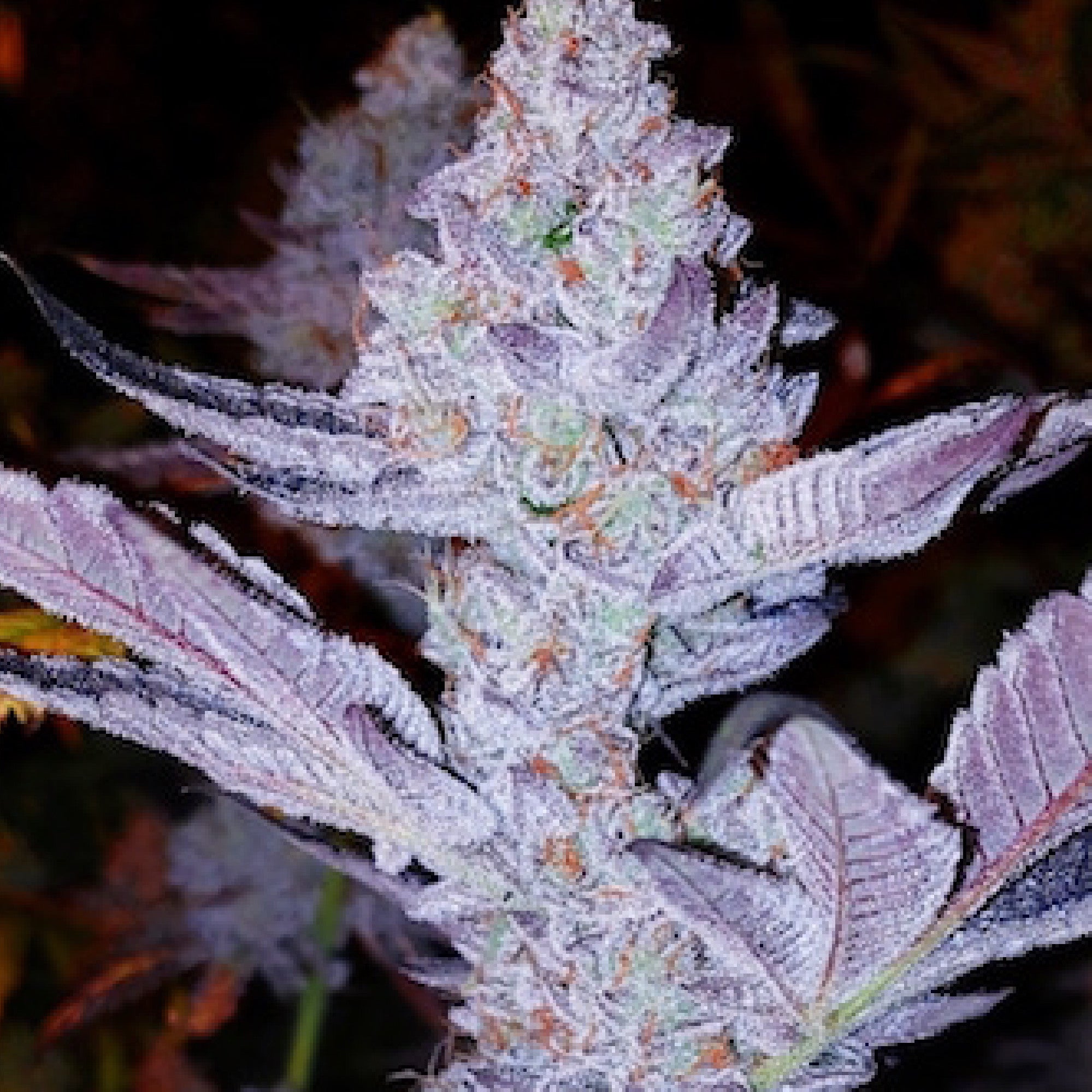 Ethos Genetics, GMO Zkittlez F1, Regular, 17 Stk