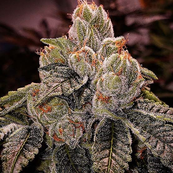 Ethos Genetics, OG Dlux Bx3, Regular, 8 Stk