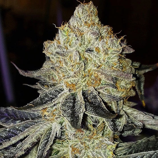 Ethos Genetics, Mandarin Zkittlez F1, Regular, 17 Stk