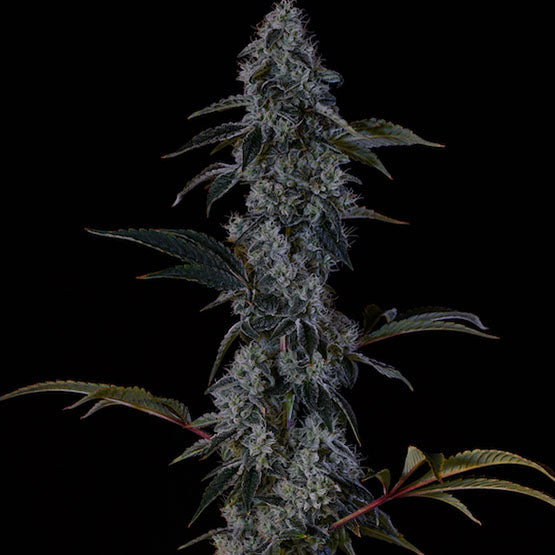 Ethos Genetics, Zweet OG F2, Regular, 17 Stk