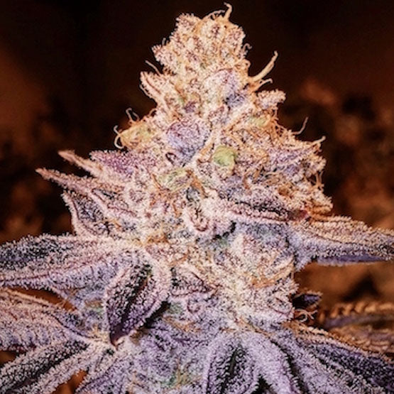 Ethos Genetics, Peach Crescendo F1, Regular, 17 Stk