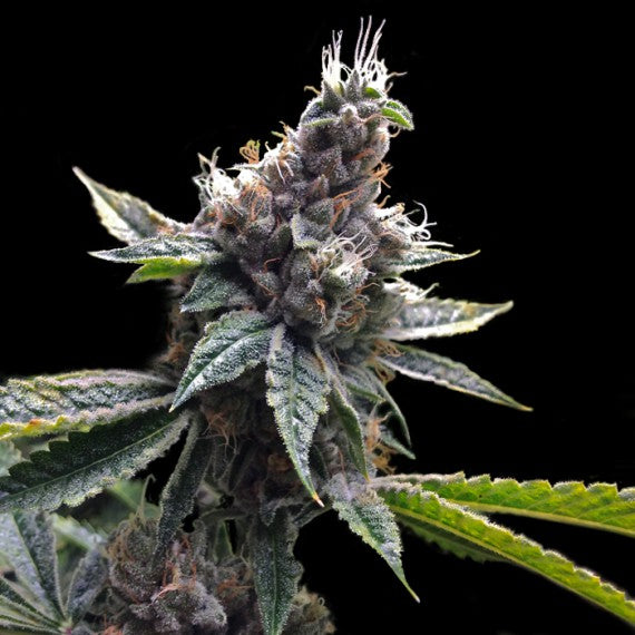 DNA Genetics Florida OG Feminisiert
