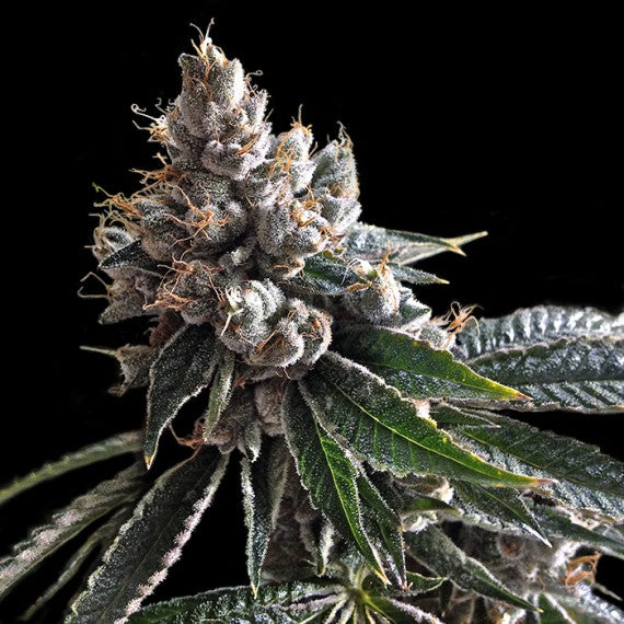 DNA Genetics Golden Lemons feminisiert
