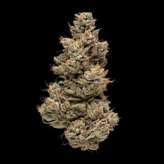 DNA Genetics Gelato Sorbet Feminisiert