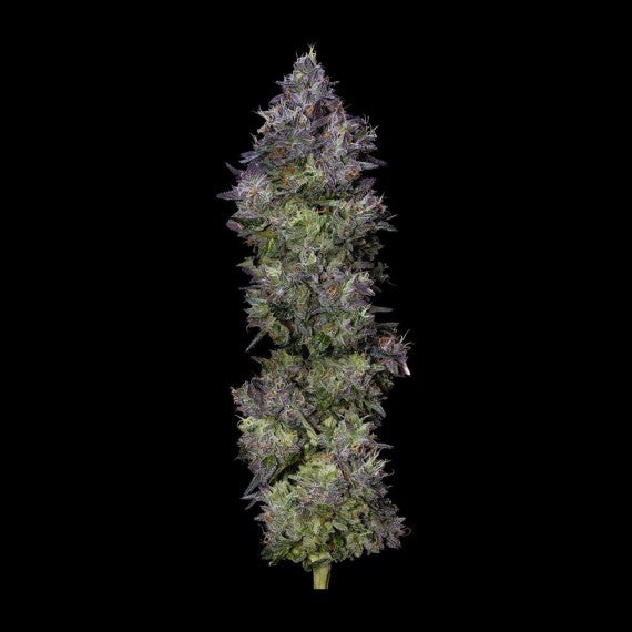 DNA Genetics Gelato Sorbet Feminisiert