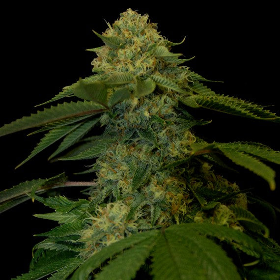 DNA Genetics Holy Grail Kush Feminisiert