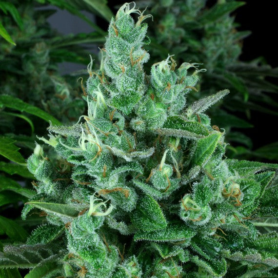 DNA Genetics Kandy Kush Regular