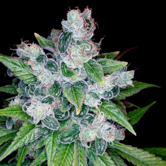 DNA Genetics Kandy Kush Regular
