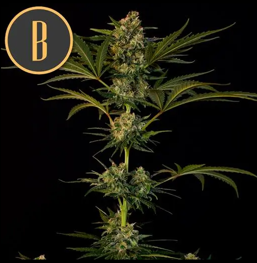 Blimburn Seeds Guanabana Feminisiert