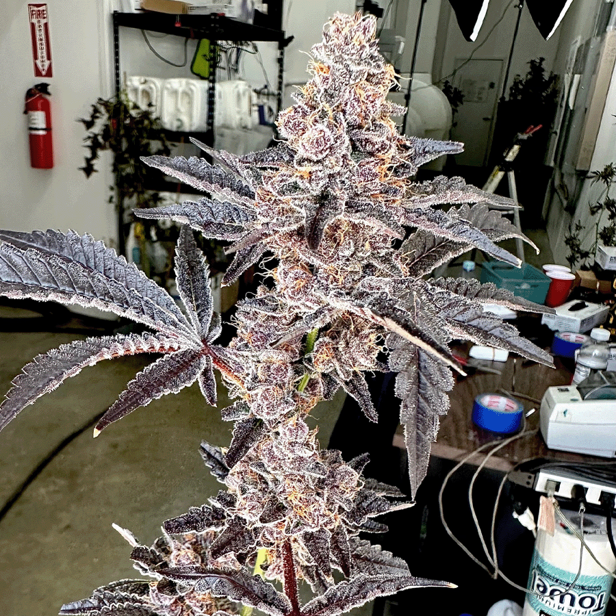 Exotic Genetix, Strawneapple, Feminisiert, 6 Stk