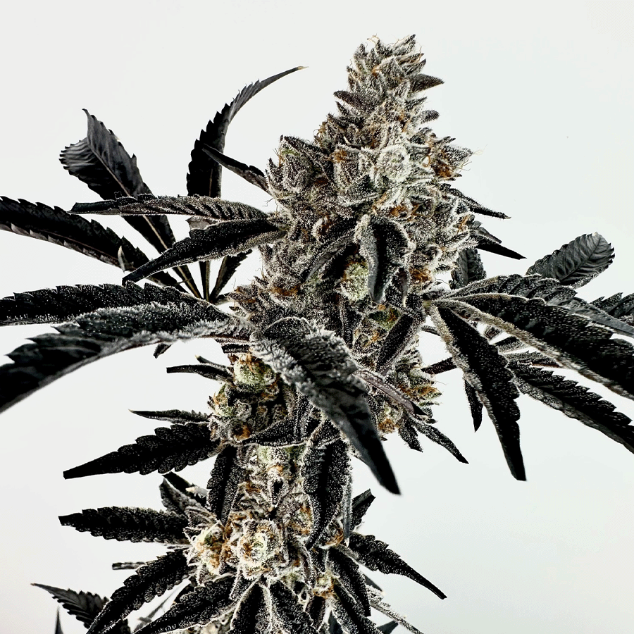 Exotic Genetix, Poppin Fresh, Feminisiert, 6 Stk