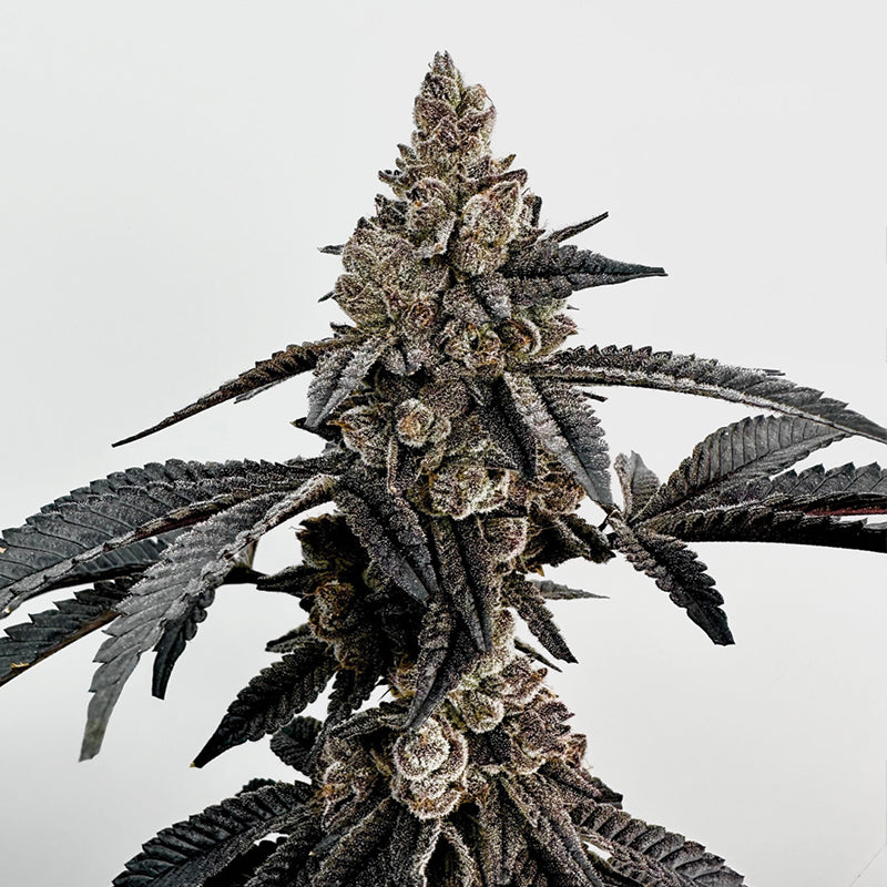 Exotic Genetix, Primetime, Feminisiert, 6 Stk