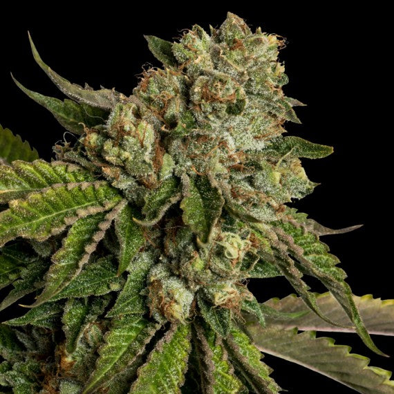 DNA Genetics Kosher Kush Regular
