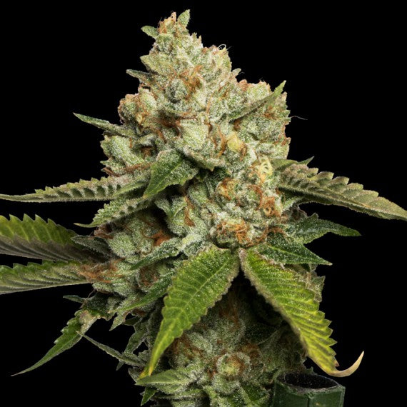 DNA Genetics Kosher Kush Regular