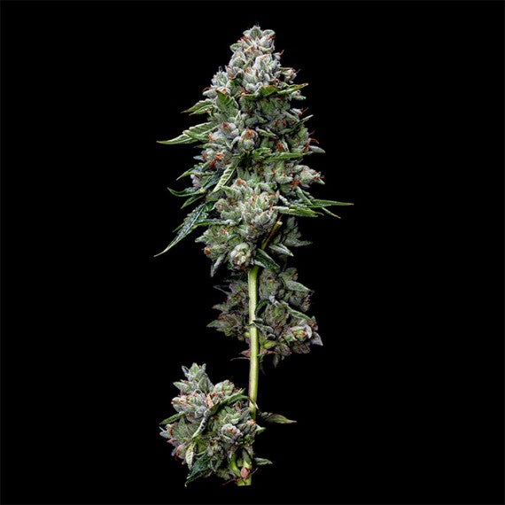DNA Genetics Kosher Kush Regular