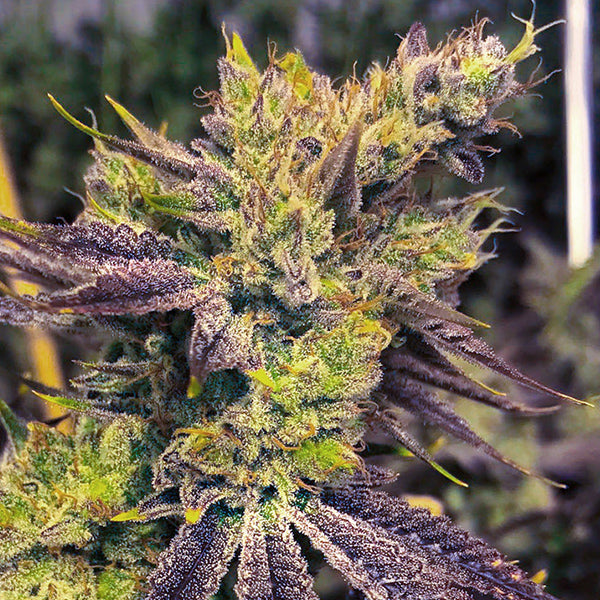Exotic Genetix, Guicy G, Feminisiert, 6 Stk