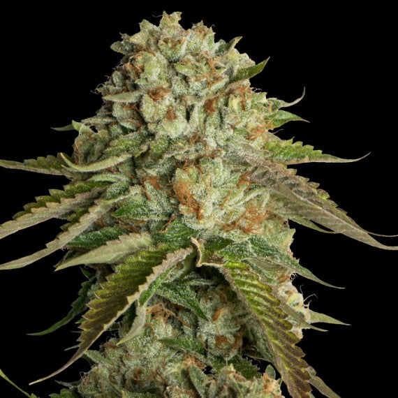 DNA Genetics Kosher Kush Regular