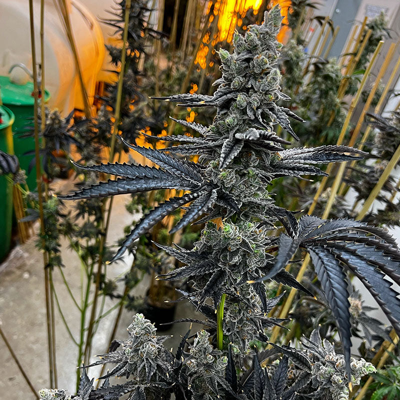 Exotic Genetix, Dirty Bird, Feminisiert, 6 Stk