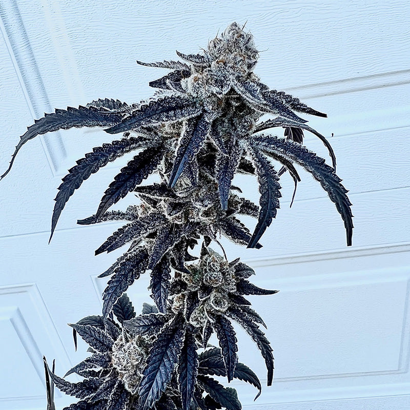 Exotic Genetix, 100K, Feminisiert, 6 Stk