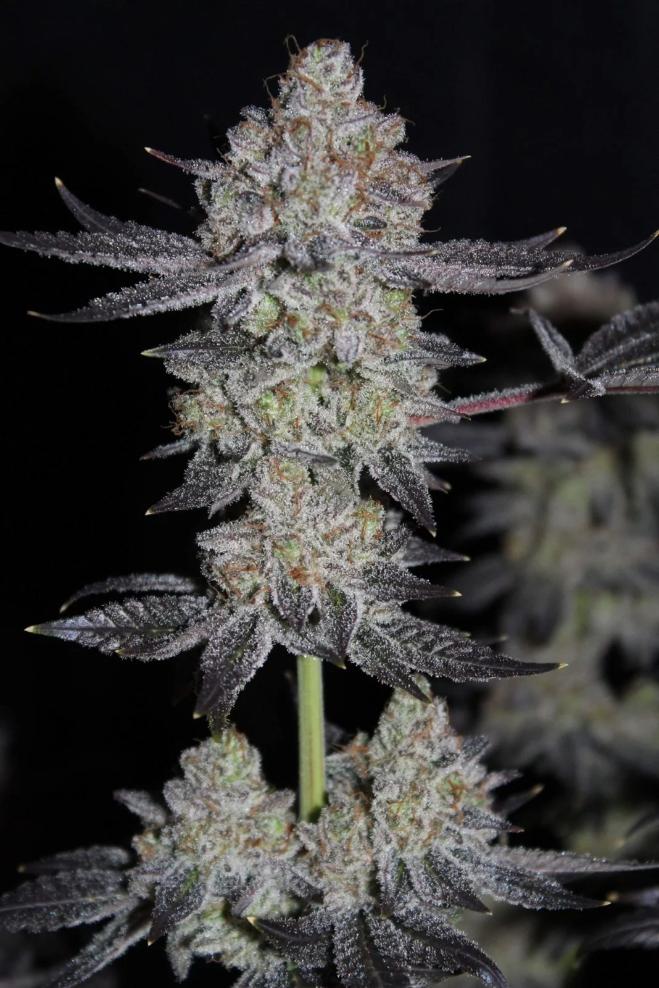 Fast Buds Tropicana Cookies, schnellblühend feminisiert