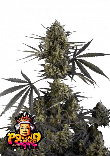 Fast Buds Pound Cake Auto